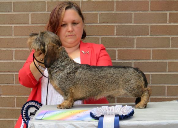 Wirehaired dachshund club new arrivals